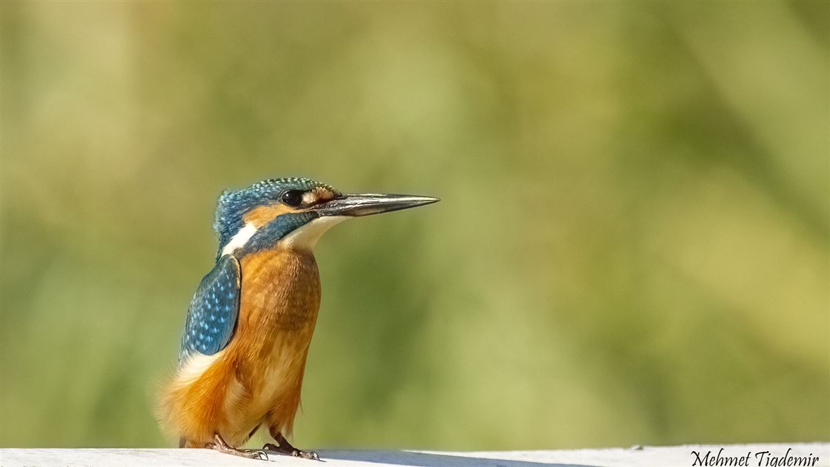 Common Kingfisher