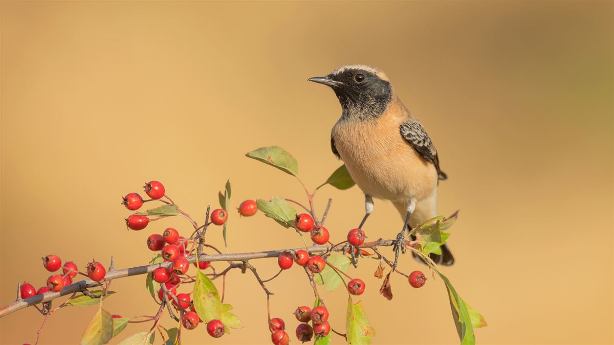 Black-eared Wheatear