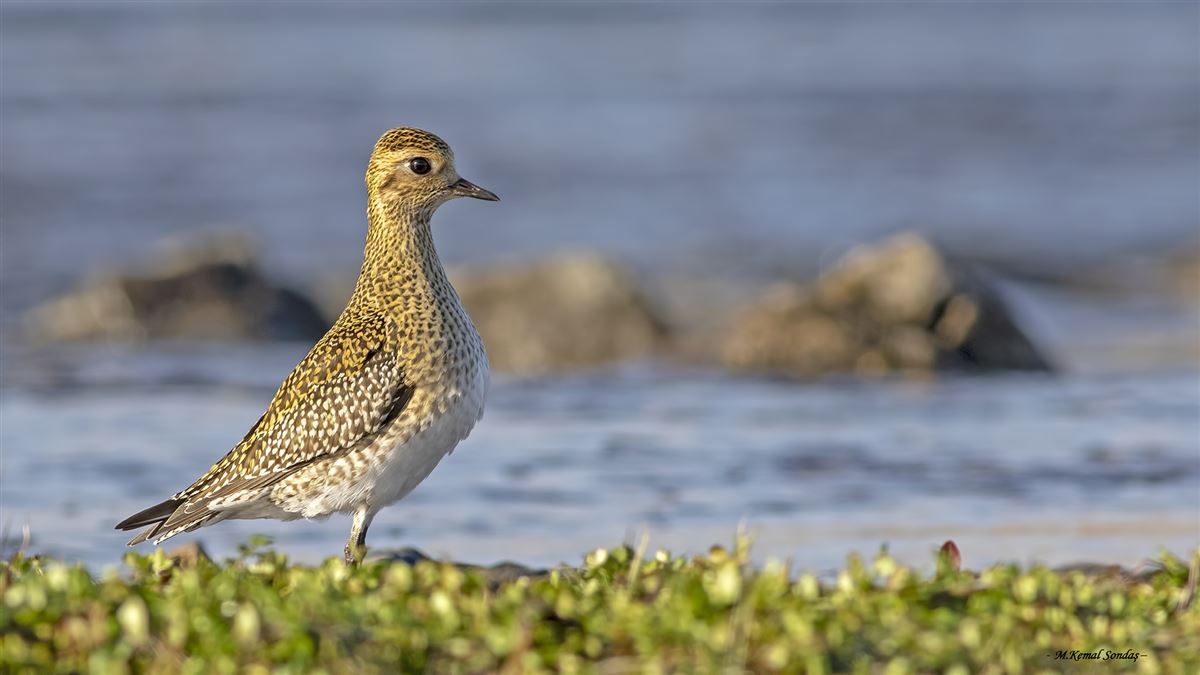 European Golden Plover