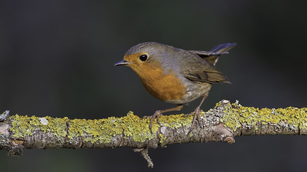European Robin