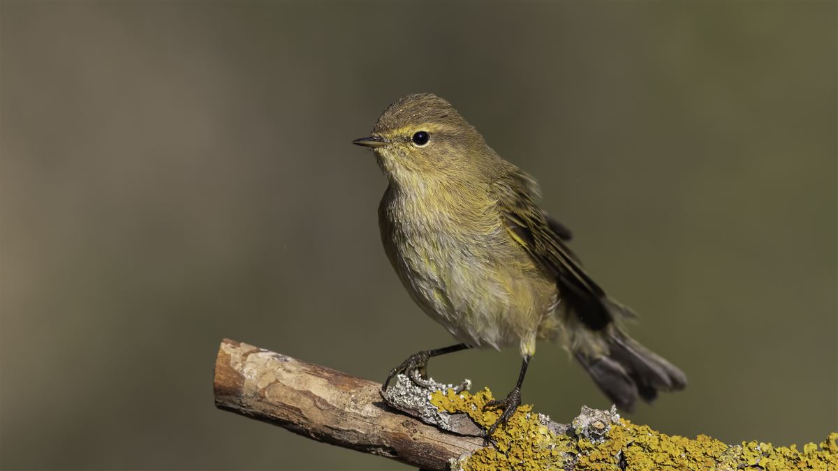 Common Chiffchaff