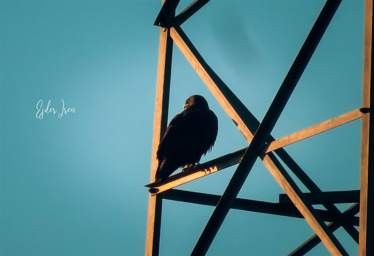 Golden Eagle