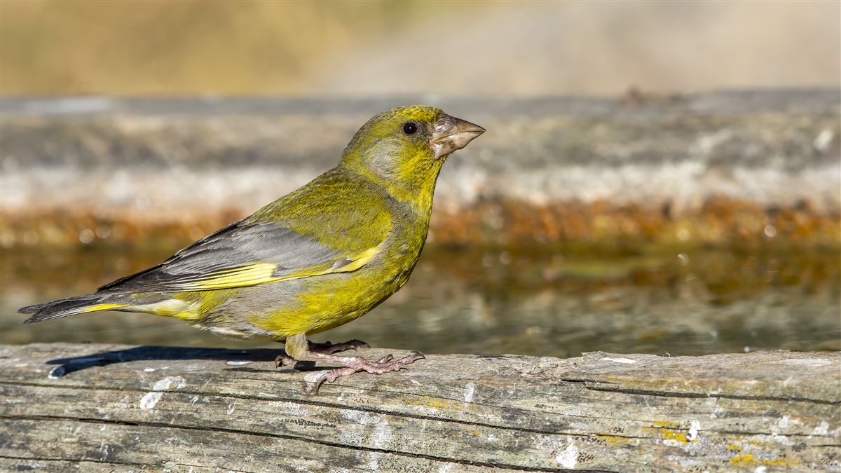 European Greenfinch