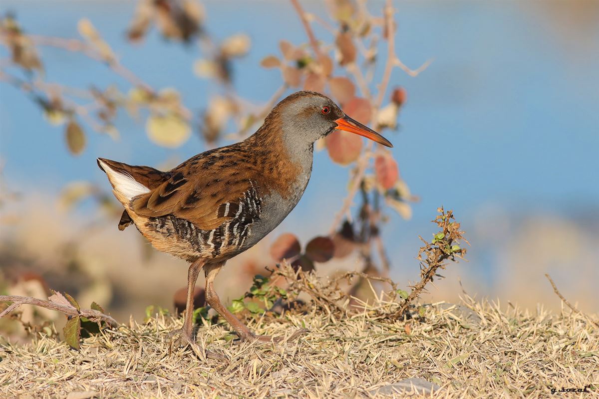 Water Rail