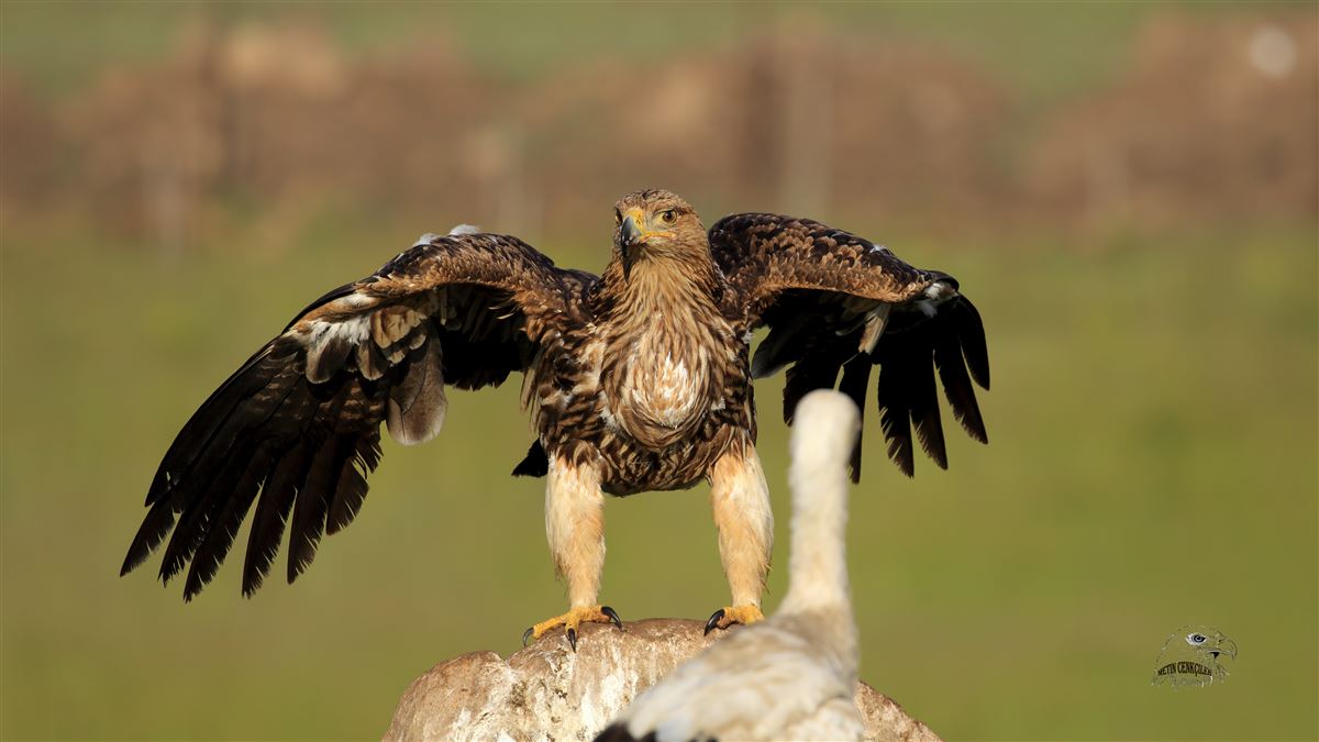 Eastern Imperial Eagle