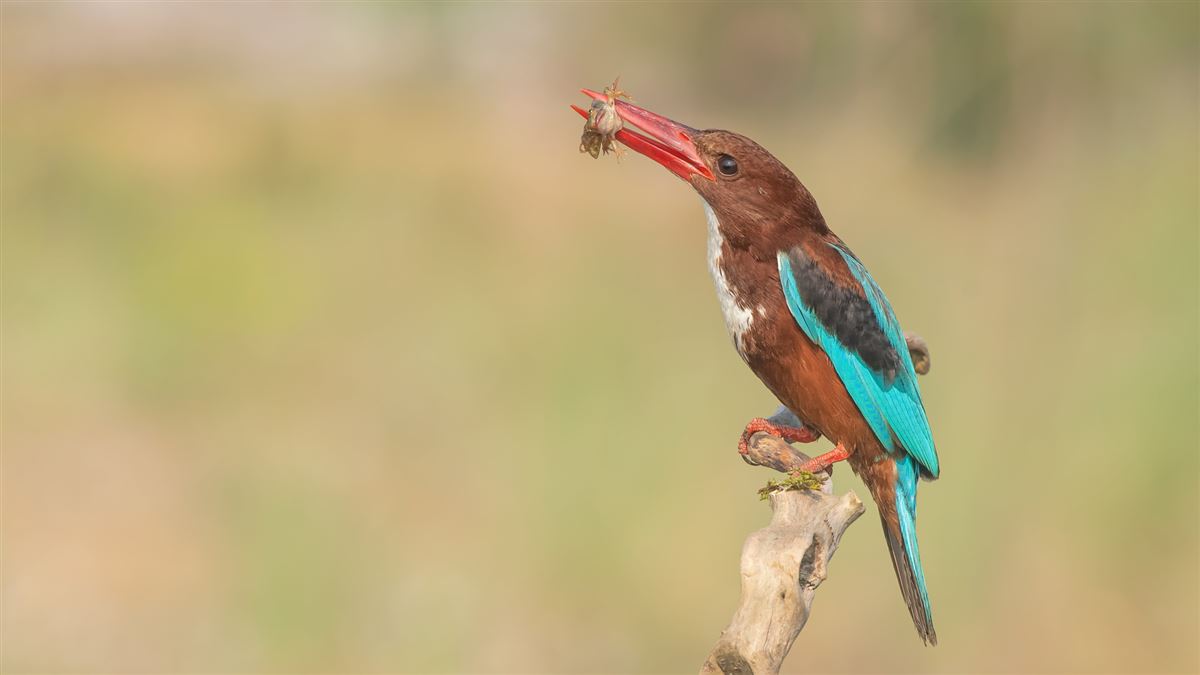White-throated Kingfisher