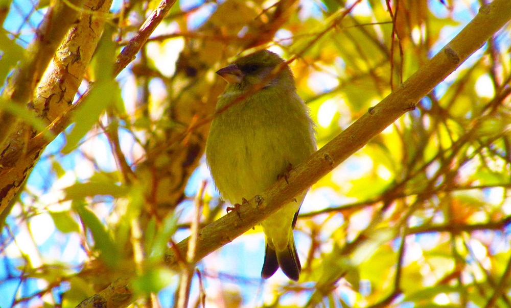 European Greenfinch