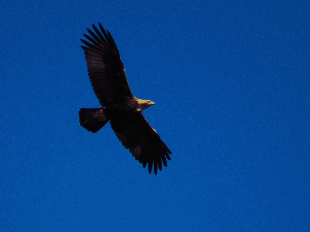 Eastern Imperial Eagle