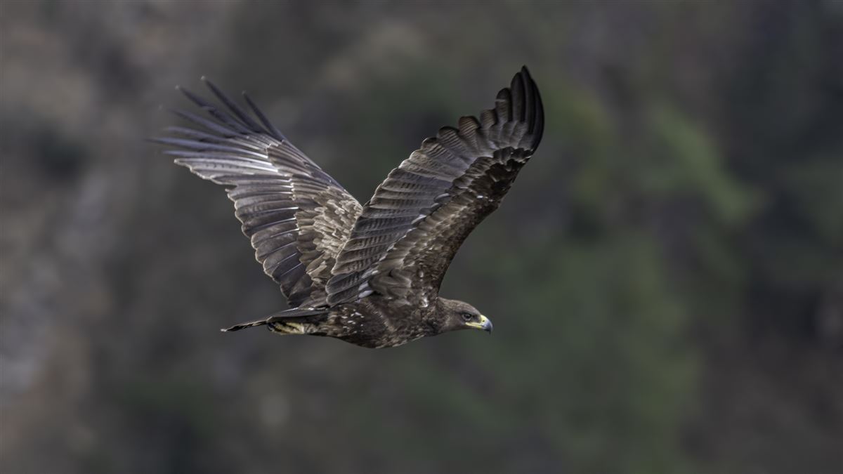 Greater Spotted Eagle