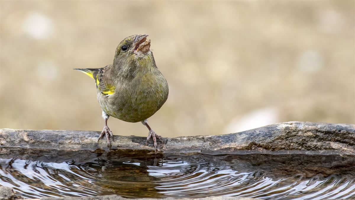 European Greenfinch