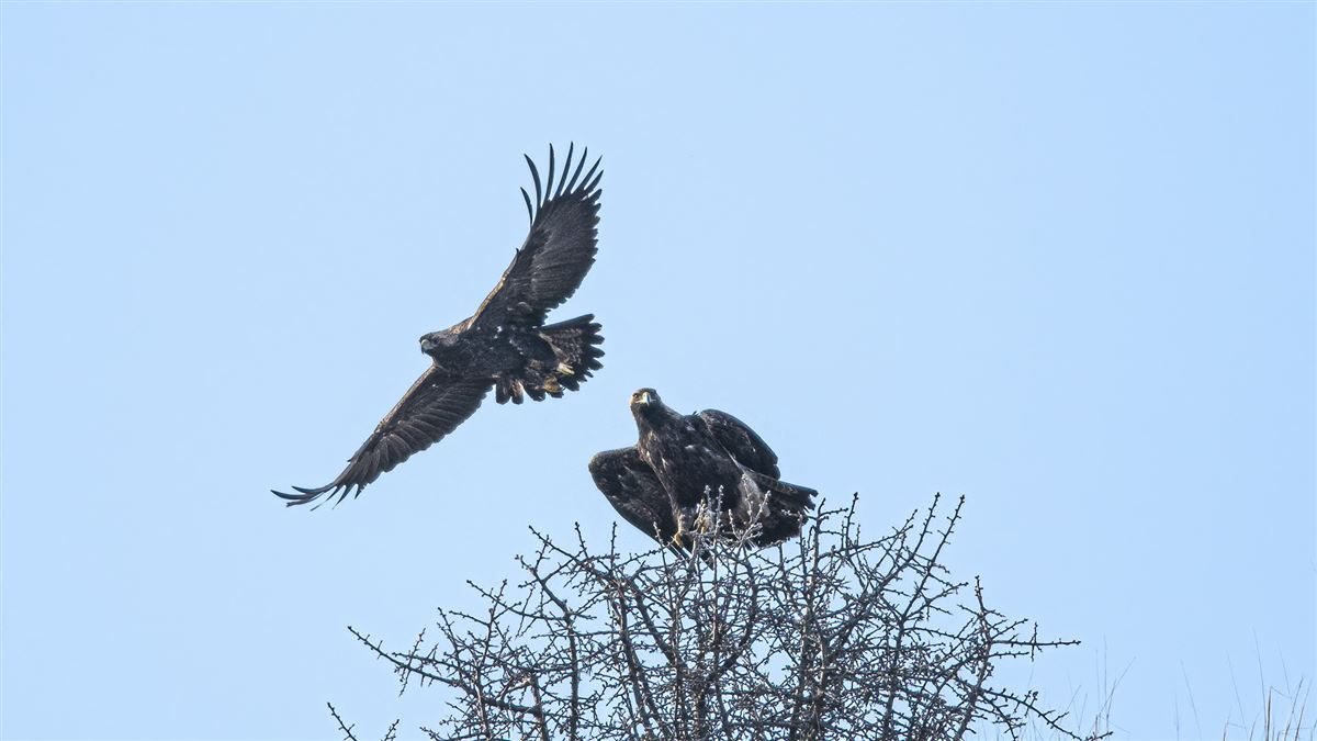 Eastern Imperial Eagle
