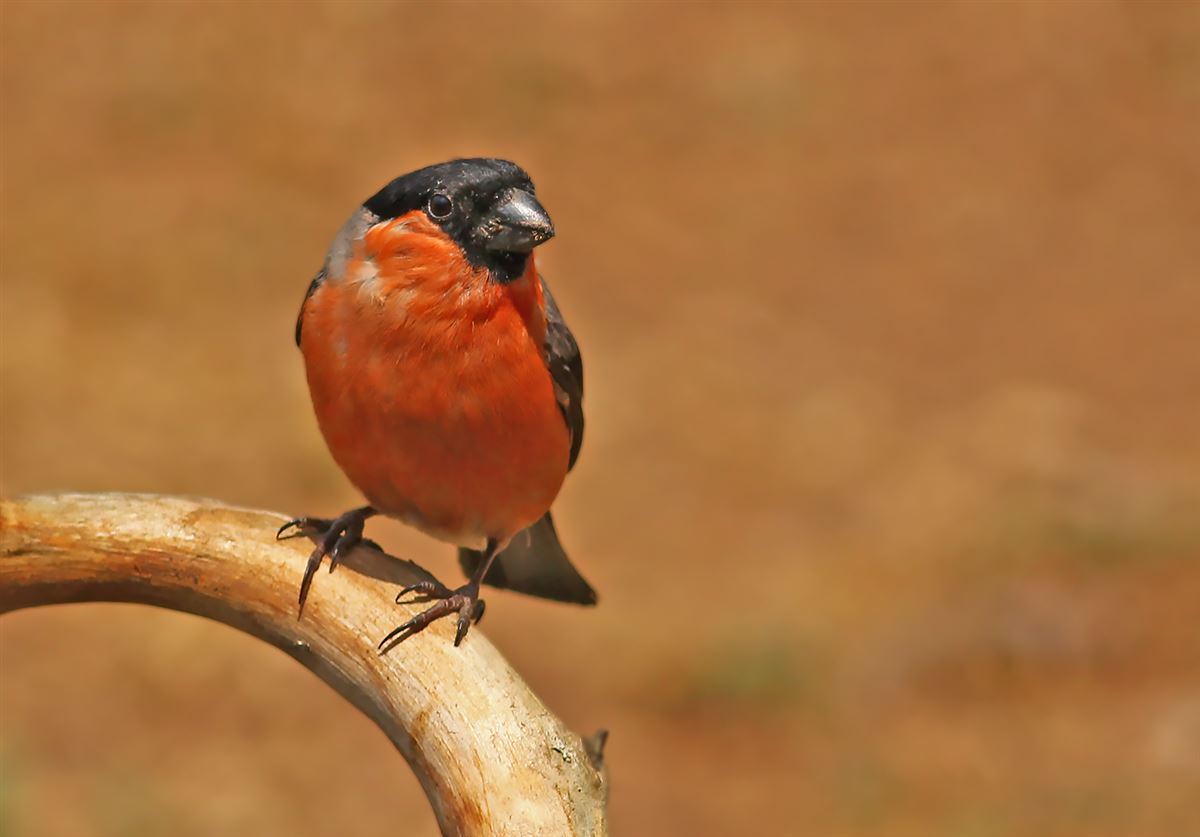 Eurasian Bullfinch