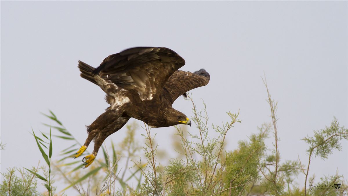 Greater Spotted Eagle
