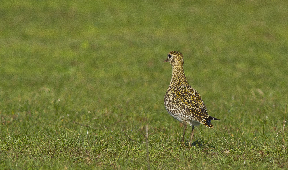 European Golden Plover