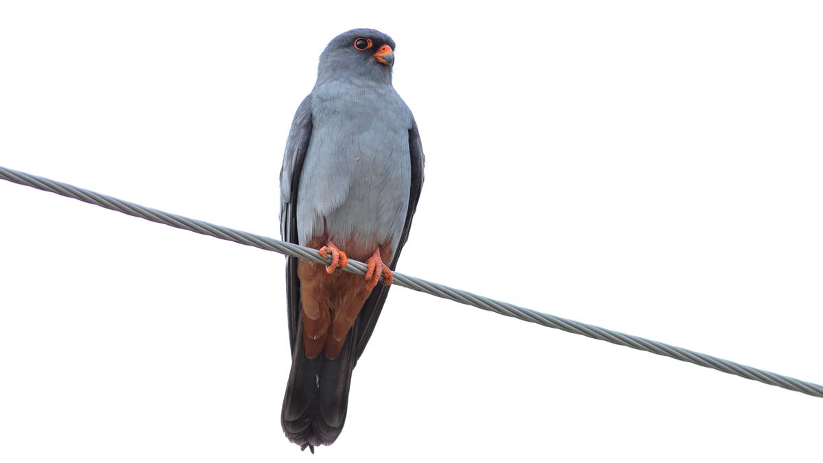 Red-footed Falcon