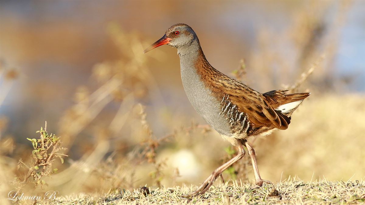 Water Rail