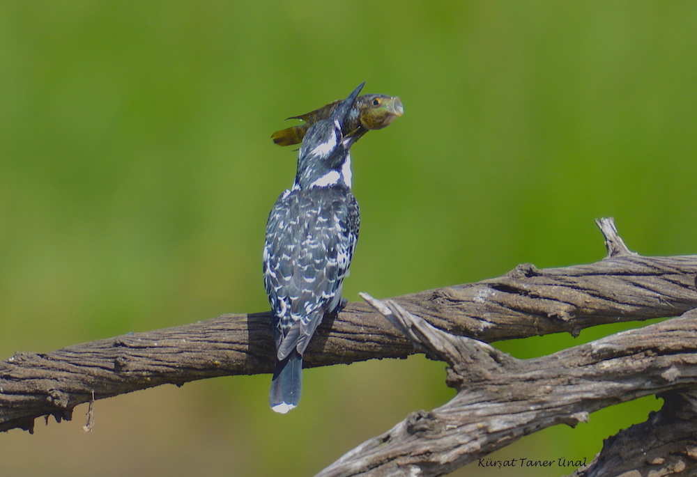 Pied Kingfisher