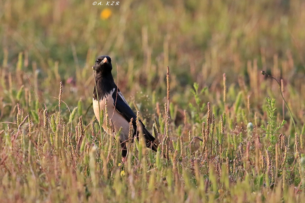 Rosy Starling