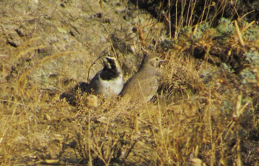 Horned Lark