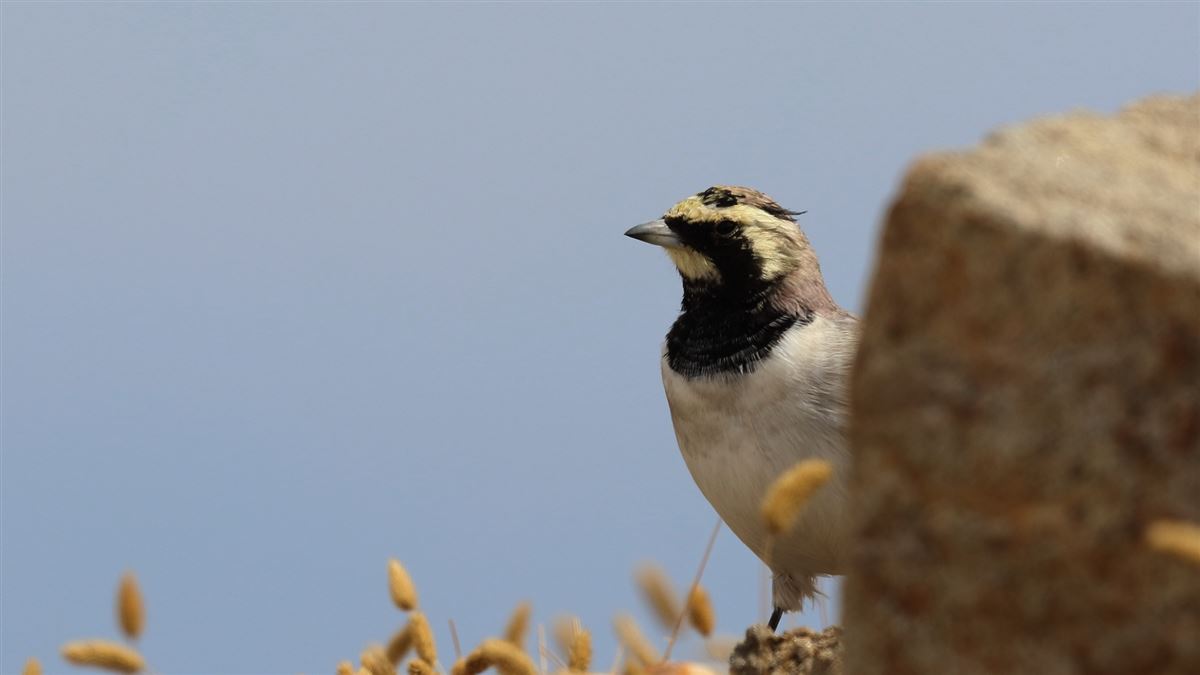 Horned Lark