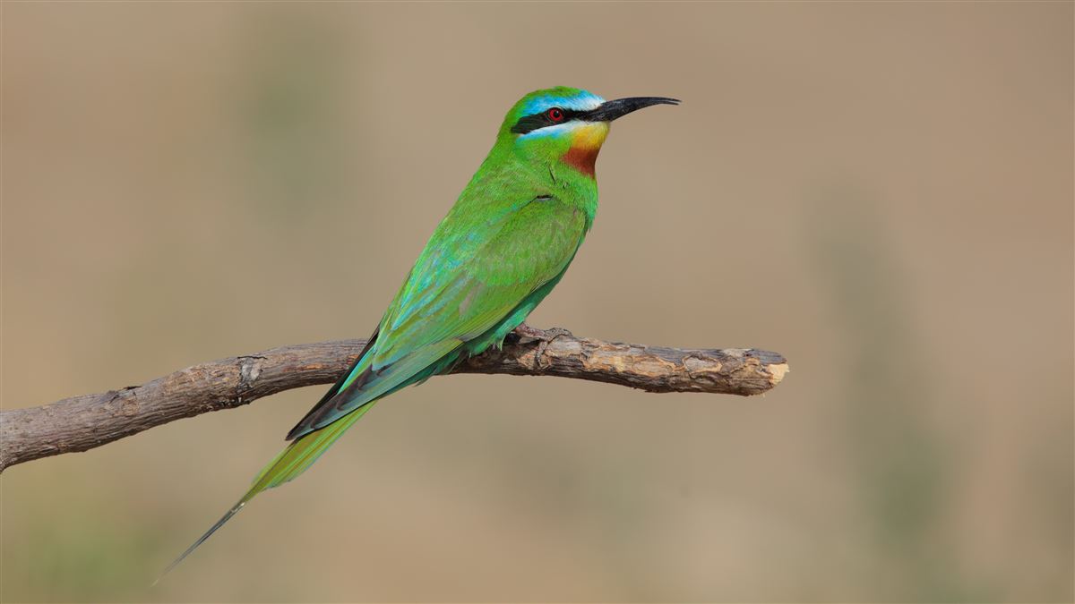 Blue-cheeked Bee-eater