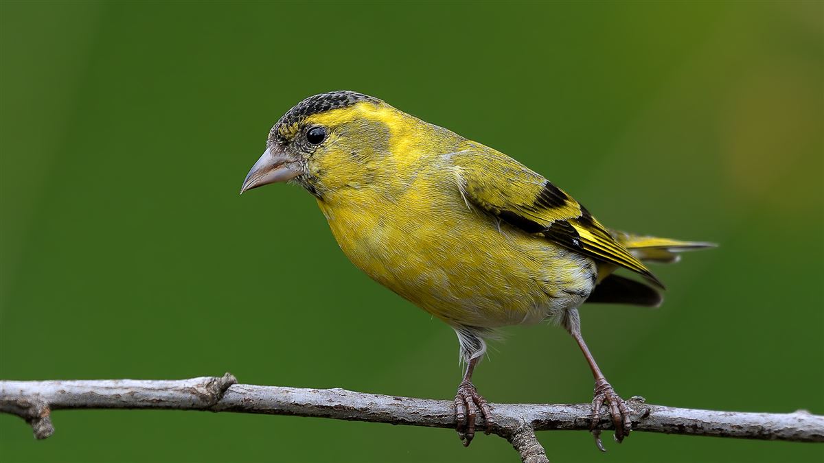 Karabaşlı İskete