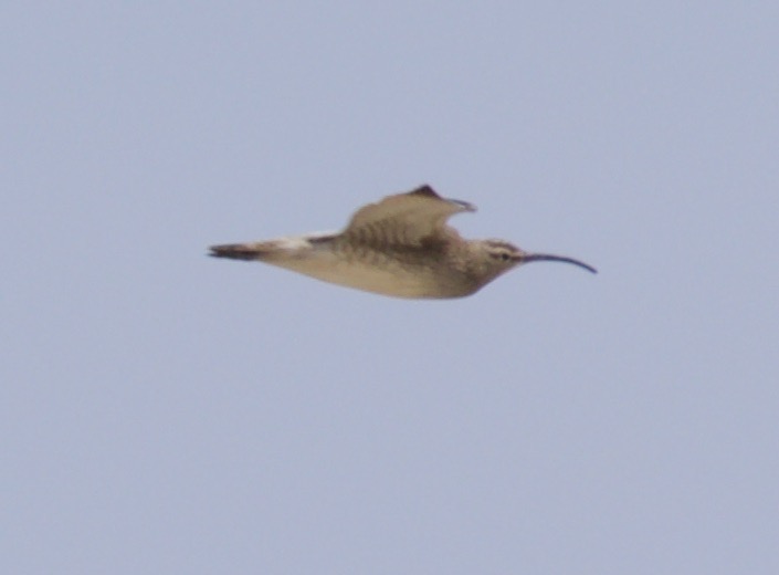 Eurasian Whimbrel