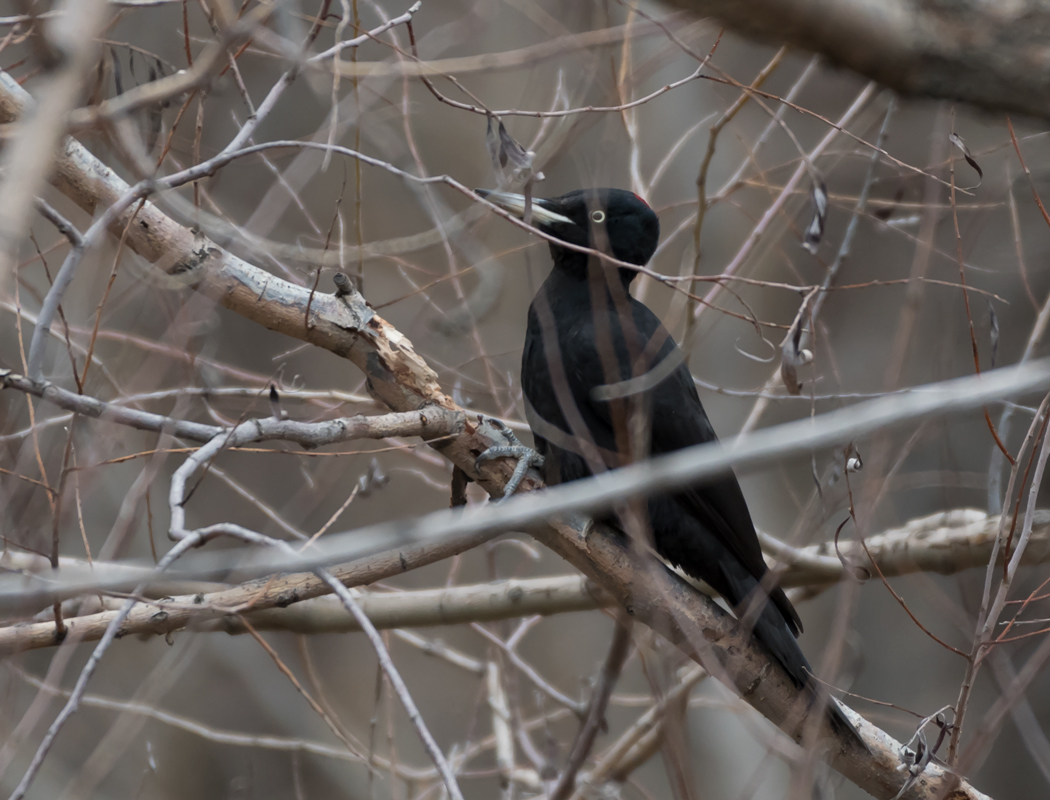 Black Woodpecker