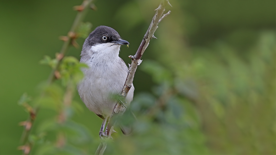 Eastern Orphean Warbler
