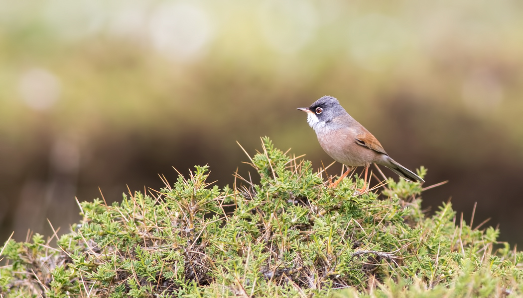 Spectacled Warbler