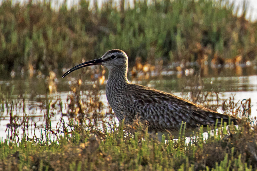 Eurasian Whimbrel