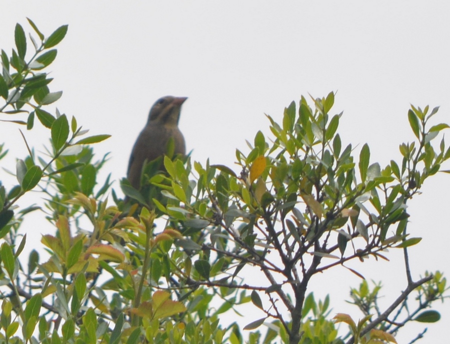 Ortolan Bunting