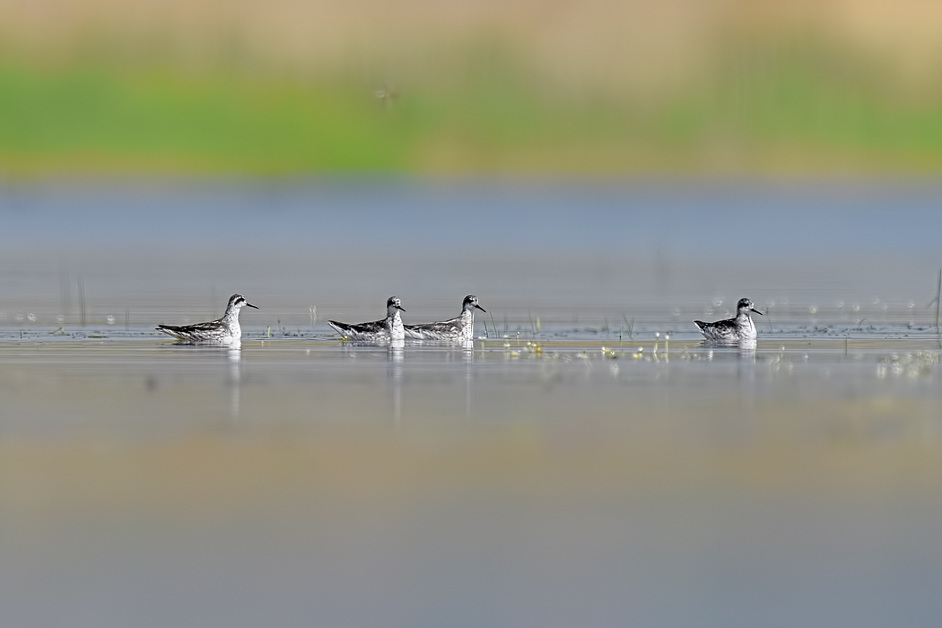 Red-necked Phalarope