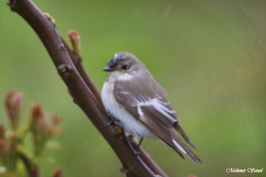 European Pied Flycatcher