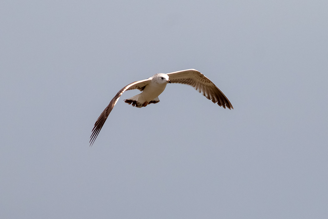 Common Gull