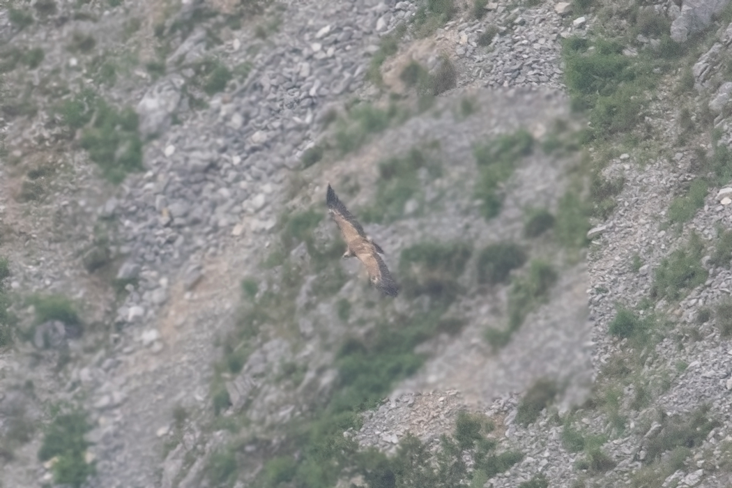 Kızıl Akbaba