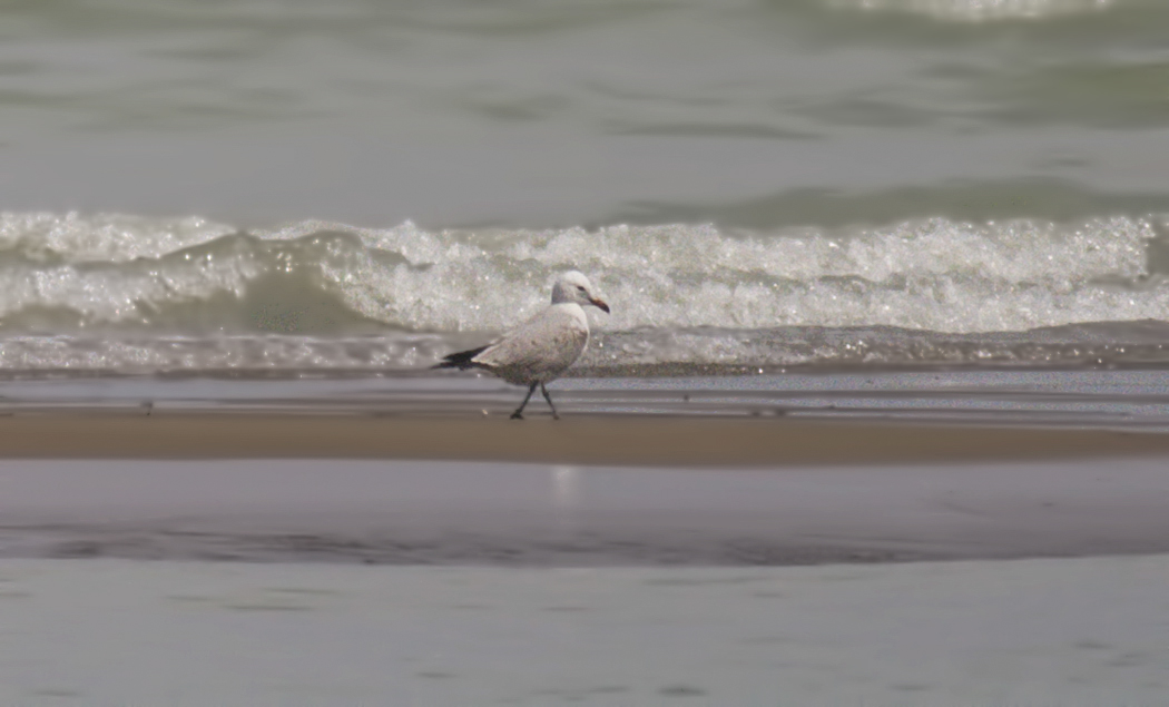 Audouin`s Gull