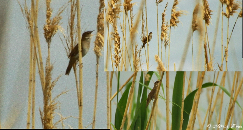 Savi`s Warbler
