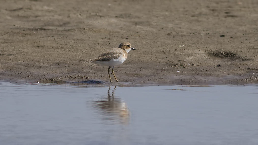 Greater Sand Plover