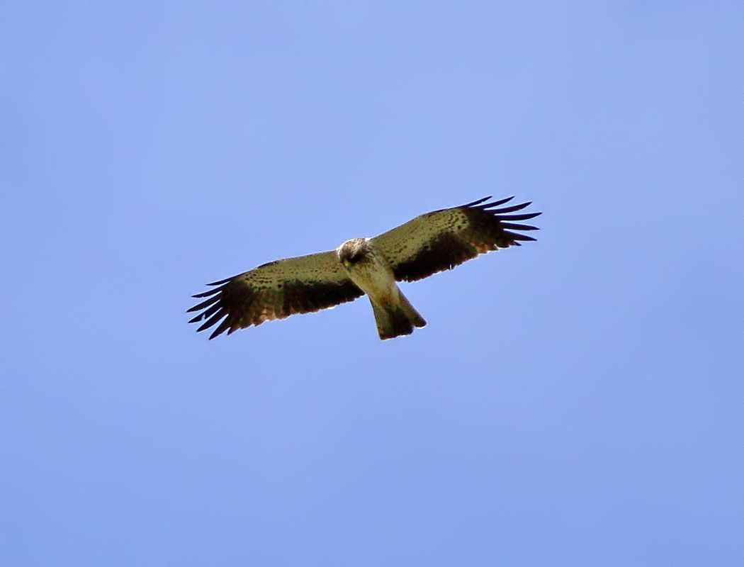 Küçük Kartal