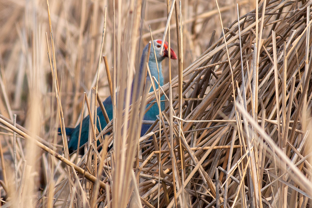 Grey-headed Swamphen