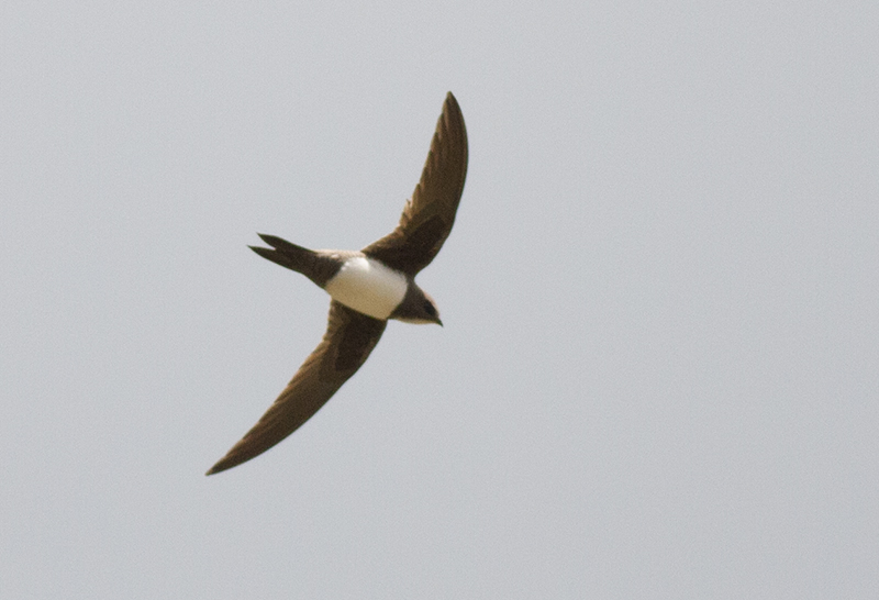 Akkarınlı Ebabil