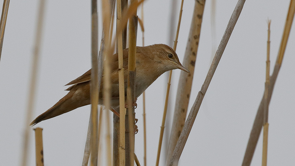 Savi`s Warbler
