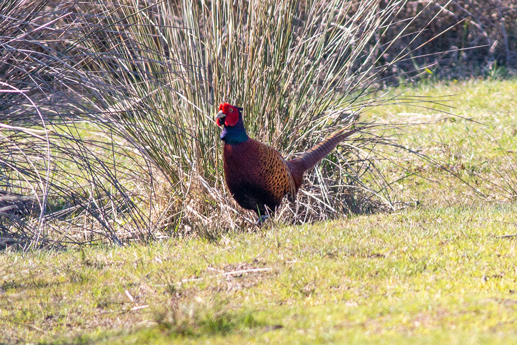 Common Pheasant