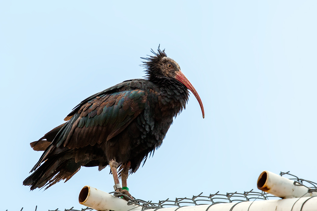 Northern Bald Ibis