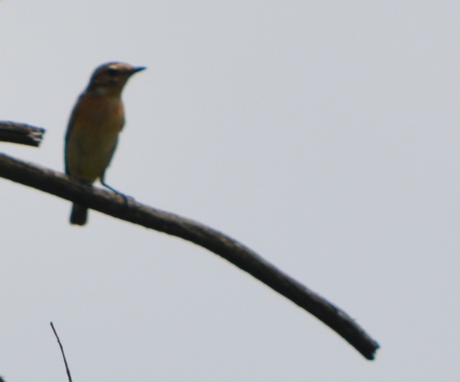 European Stonechat