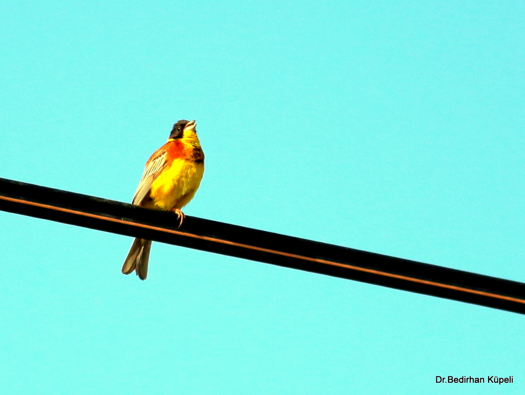 Black-headed Bunting