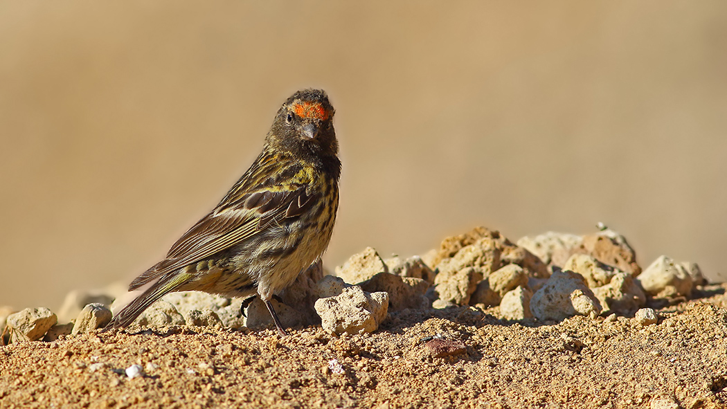 Red-fronted Serin