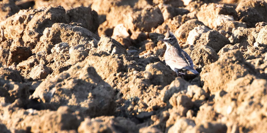 Crested Lark