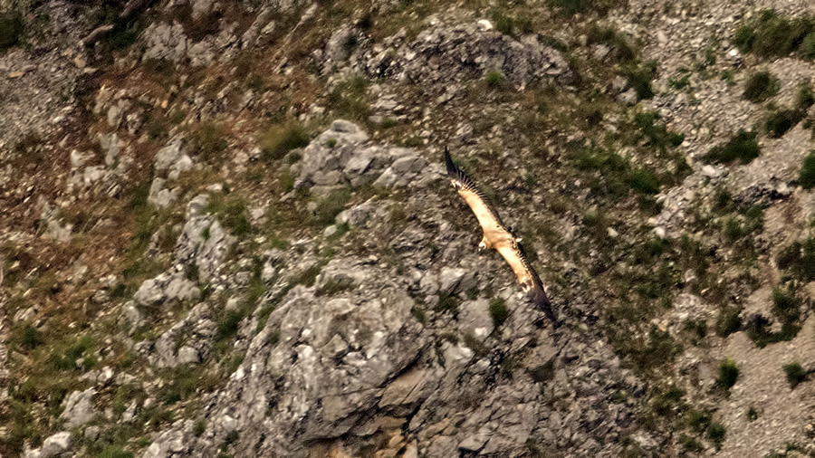 Griffon Vulture